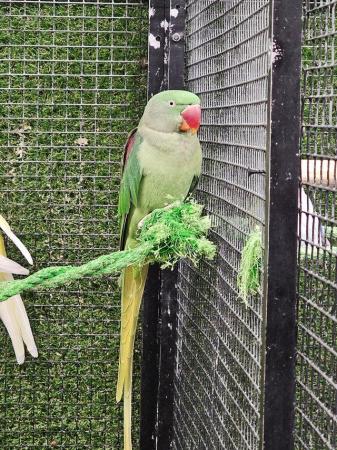 Image 6 of Young Stunning Alexanderine parrots available