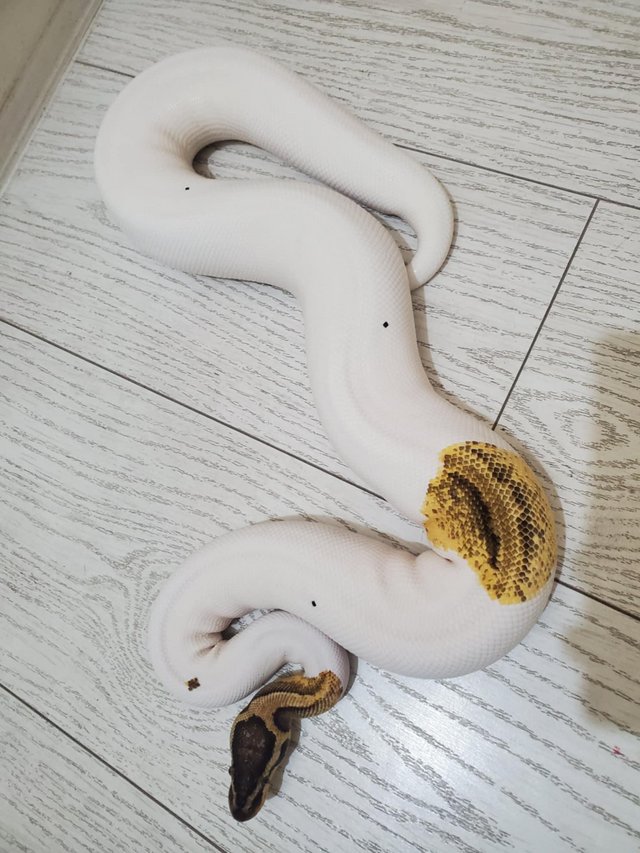 Pastel YB Pied Female 2023