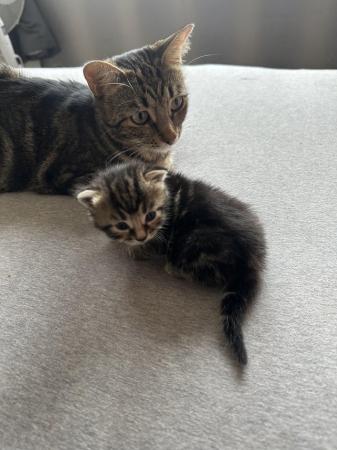 Image 13 of Kittens for sale ready 23rd may