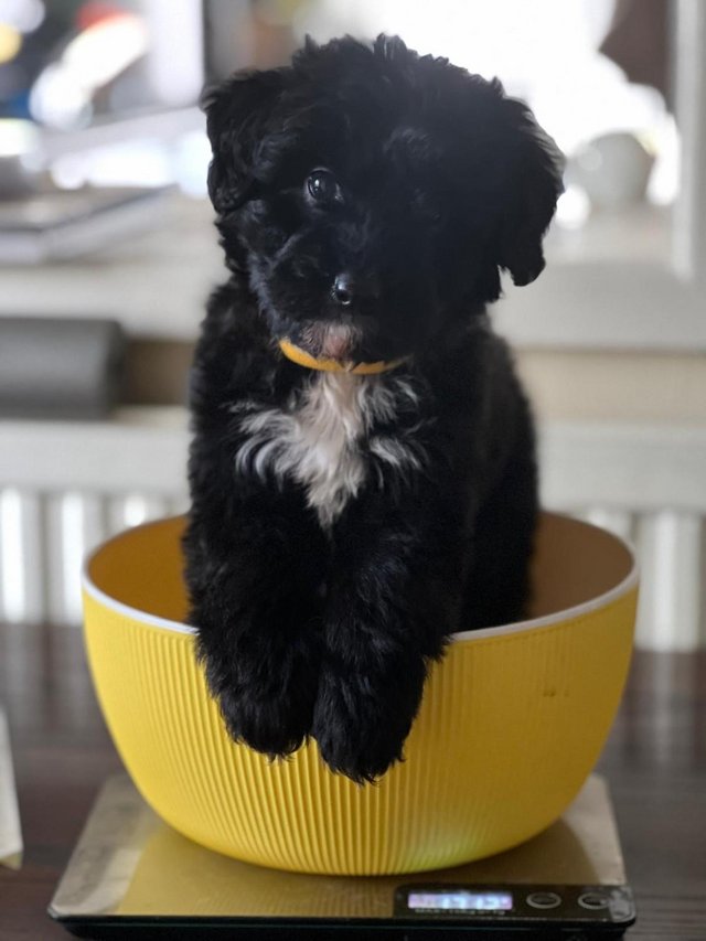 Preview of the first image of Bordoodle Litter (Border Collie X Minature Poodle).