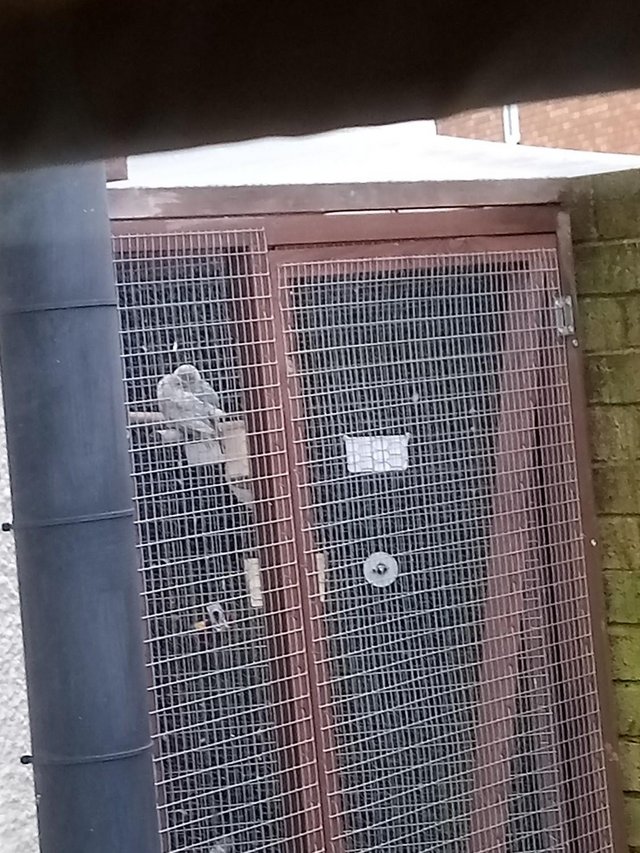 Preview of the first image of Pair of Cockatiels Aviary Bred..