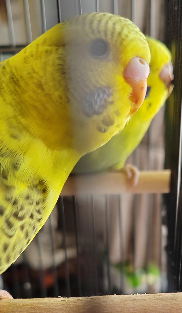 Preview of the first image of Beautiful Baby Budgies available.