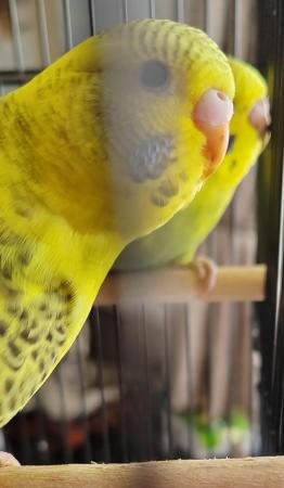 Image 1 of Beautiful Baby Budgies available