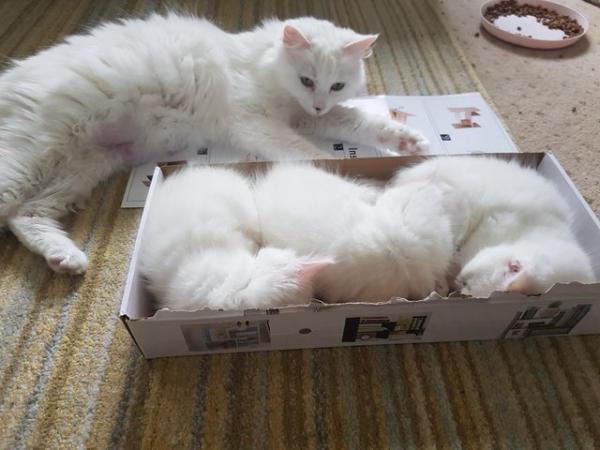 Image 4 of Fluffy Turkish Angora Mix Kittens
