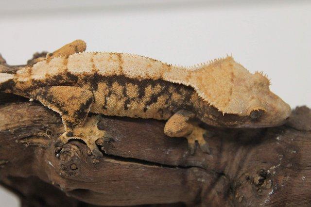 Image 10 of Crested geckos males and females
