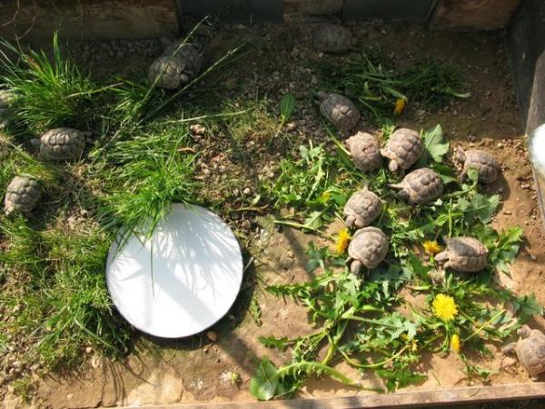 Image 9 of Baby Spur-thigh Tortoises for sale