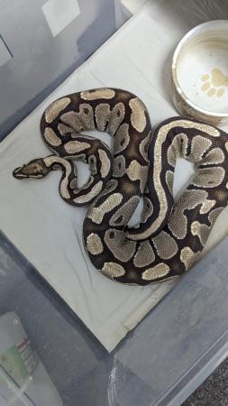 Image 12 of Whole collection of royal pythons for sale