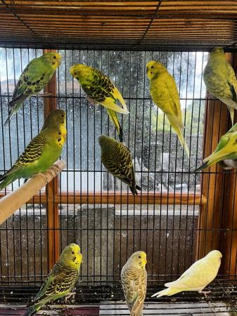 Image 4 of Breeding/baby budgies for sale
