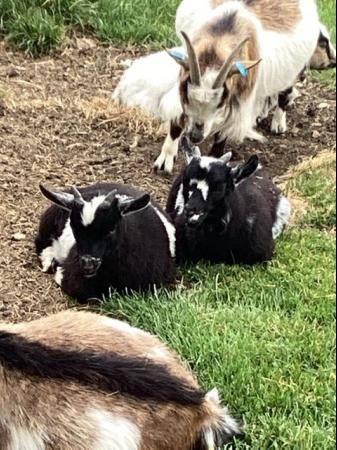 Image 2 of Baby Pygmy goats for sale