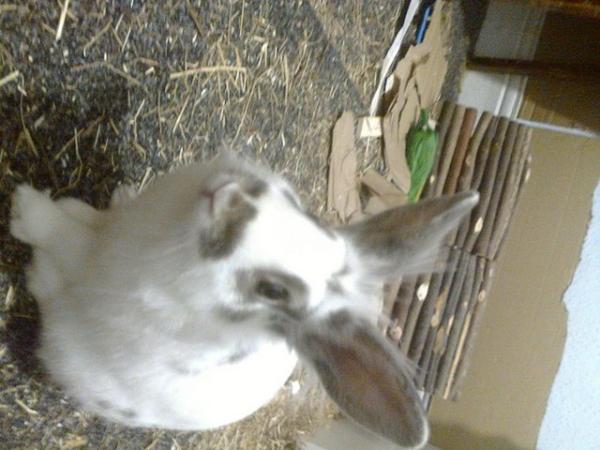 Image 4 of Lionhead/mini lop rabbit with accessories in Tyne and Wear