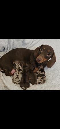 Image 5 of Miniature Dachshunds KC registered