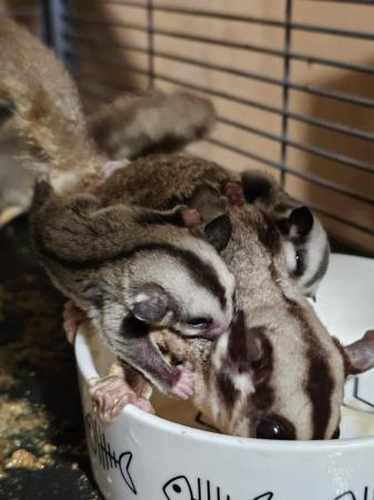 Image 2 of Sugar gliders common gray. 14 week old twins.