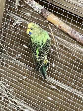 Image 2 of Baby budgies for sale lovely colours