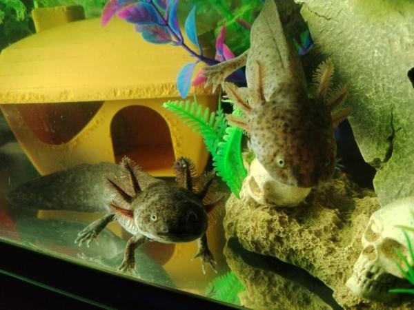 Image 5 of Free Axolotl, Fish Tank Aquarium and Accessories