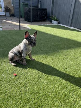Image 4 of 5 month old male frenchie