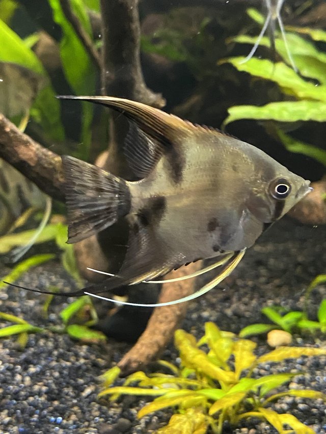 Preview of the first image of Tropical fish Angel fish.