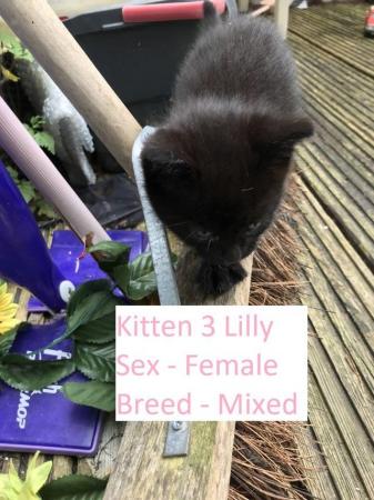 Image 6 of Black Kittens Manchester £55