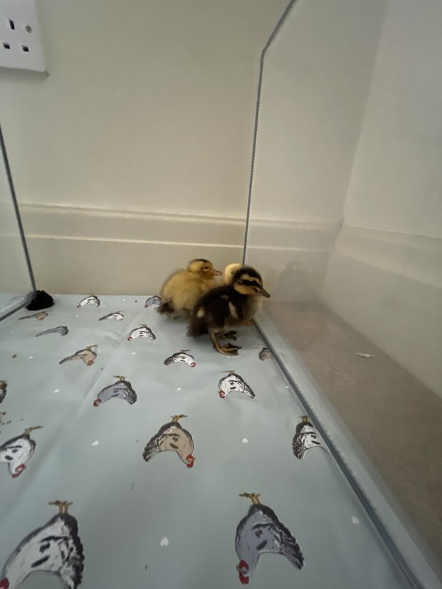 Preview of the first image of Ducklings for sale in Lancashire.