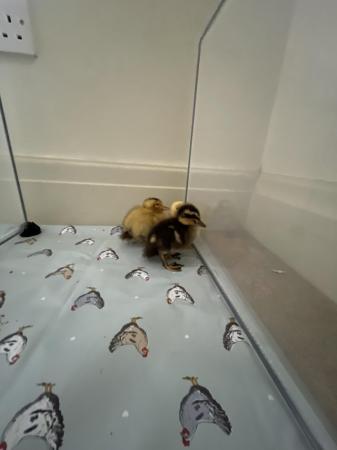 Image 1 of Ducklings for sale in Lancashire