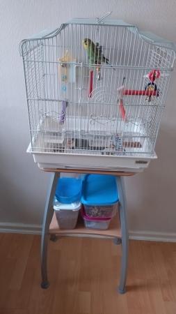Image 5 of Budgie and Cage for sale