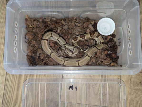 Image 7 of Baby Boas - tame and beautiful