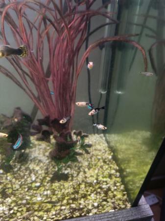 Image 2 of Lots of baby Molly's (tropical fish)