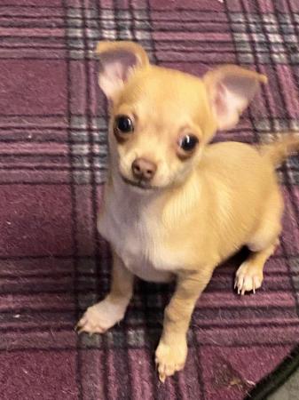 Image 1 of Chihuahua puppies for sale looking for there forever home