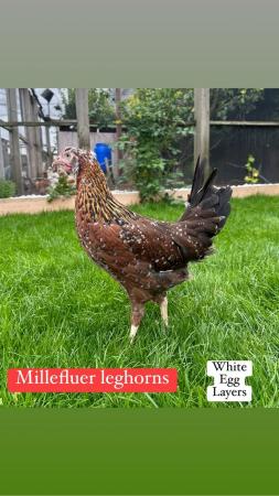 Image 2 of Coloured hybrid hens available now at POL