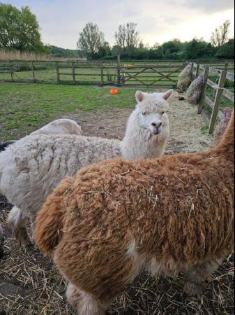 Image 5 of Two Friendly Alpacas for sale!