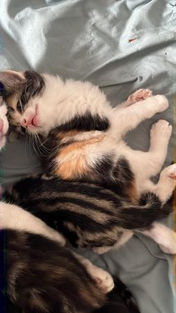 Image 6 of 4 Beautiful Tabby x Siamese kittens