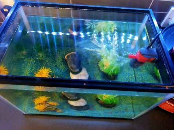 Image 5 of Small fish tank with accessories