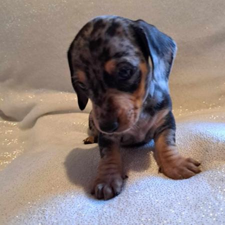 Image 4 of Gorgeous  puppys dachshunds silver daples