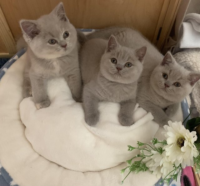 Preview of the first image of British Shorthair stunning GCCF Registered kittens.