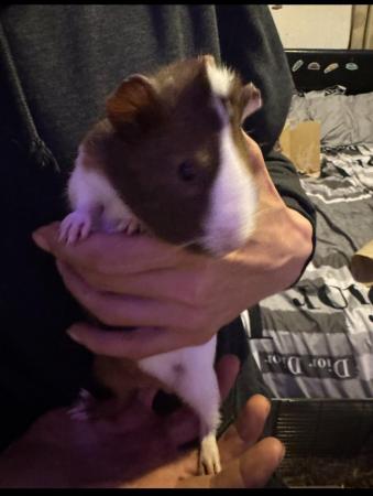 Image 7 of Guinea pig for sale looking for there forever home