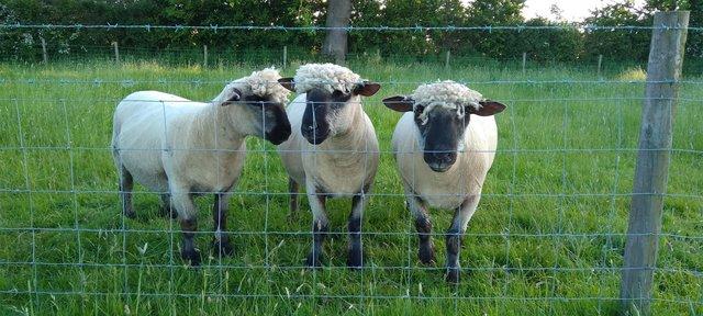 Preview of the first image of Pedigree Oxford Down Sheep tups.