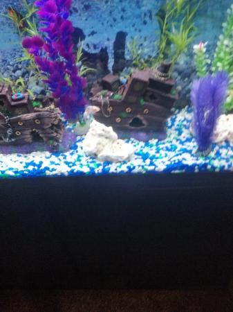 Image 3 of 6 month old fish tank with or without fish