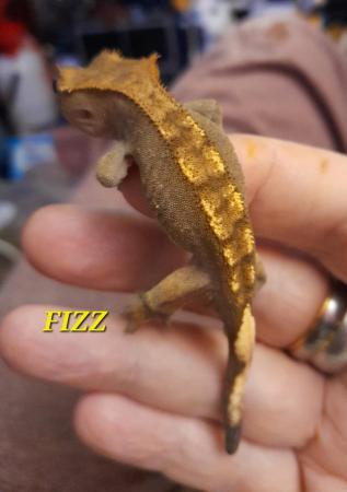 Image 4 of Dash pin flame crested gecko
