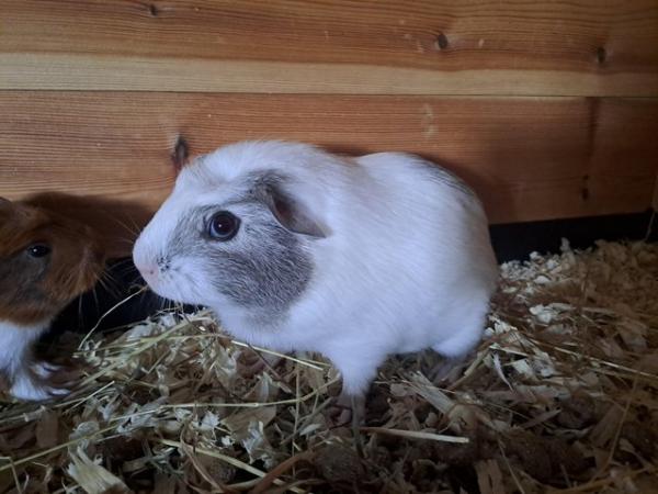 Image 4 of 2 gorgeous sister guinea pigs in need of new forever home