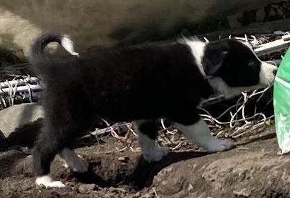 Image 12 of Home reared Border collie pups