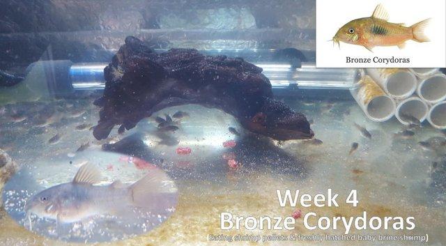 Image 2 of Bronze Cory Catfish £2.50 each or £10 for 6