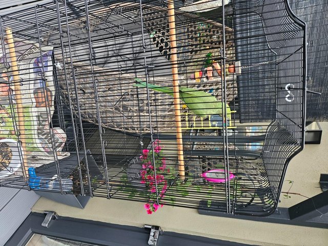 Indian Ringneck for Sale- Cheap. Cage not included. 