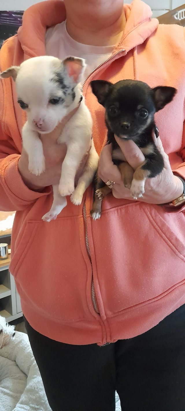 Preview of the first image of Beautiful chihuahua puppies long and shortcoats.
