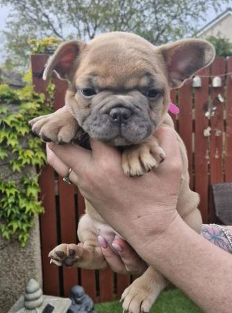 Image 21 of KC Registered French Bulldog Puppies 2 left