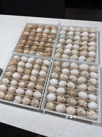 Image 2 of Fertile Leghorn Eggs for Sale