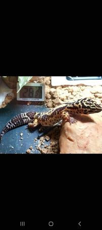 Image 2 of Female leopard gecko with everything