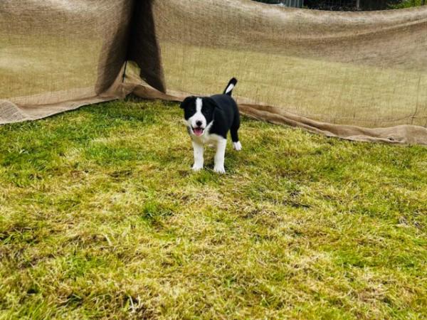 Image 22 of READY NOW One border collie girl puppy !!!