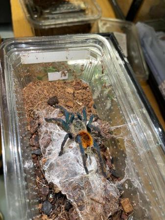 Image 10 of Spider Stock List At Urban Exotics May24