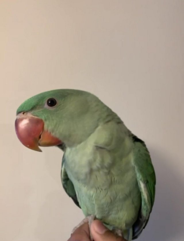 Preview of the first image of HAND REARED SUPER SILLY TAMED & TALKATIVE ALEXANDRINE BABY.