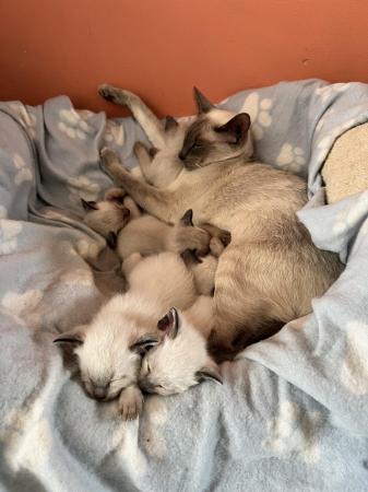 Image 5 of Siamese kittens,ready now only 3 boys 1 girl left