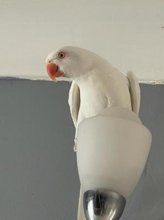 Image 2 of Beautiful white female ringneck parrot for sale